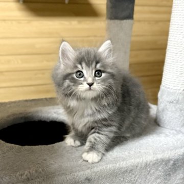 ネコ界のスター”完全網羅のデータブック登場！ 衝撃の寝顔、猫侍