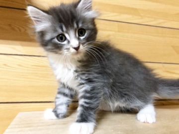 サイベリアン【千葉県・男の子・2019年12月25日・ブルータビー&ホワイト】の写真「2/14更新☆サイベリアンの男の子☆」