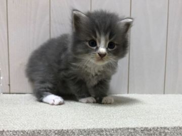 サイベリアン【千葉県・男の子・2019年8月18日・ブルータビー&ホワイト】の写真「サイベリアンの可愛い5兄弟♪写真追加しました☆」