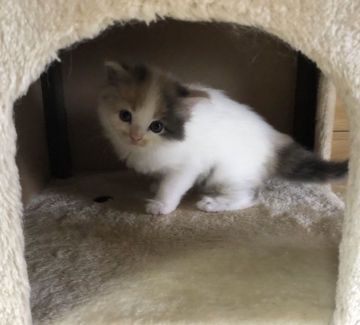 サイベリアン【千葉県・女の子・2020年6月11日・ダイリュートキャリコ】の写真「☆薄い三毛柄の女の子☆」