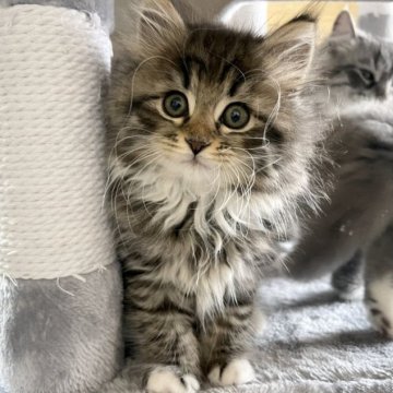 サイベリアン【千葉県・男の子・2023年1月20日・ブラウンタビー&ホワイト】の写真「3/24更新☆お父さんＡＣＣダブルチャンピオン☆」