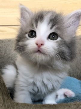 サイベリアン【千葉県・女の子・2019年12月25日・ブルータビー&ホワイト】の写真「2/14更新☆サイベリアンの女の子☆」