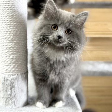 サイベリアン【千葉県・女の子・2024年9月22日・ブルータビー&ホワイト】の写真「12月11日更新☆お父さんＡＣＣダブルチャンピオン」