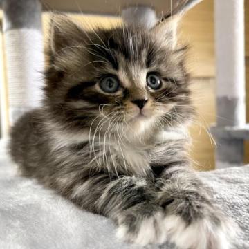 サイベリアン【千葉県・男の子・2023年1月20日・ブラウンタビー&ホワイト】の写真「3/3更新☆お父さんＡＣＣダブルチャンピオン☆」