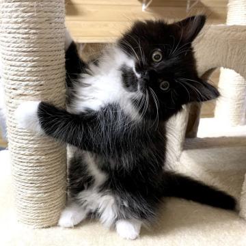 サイベリアン【千葉県・女の子・2022年4月17日・ブラック&ホワイト】の写真「6/22更新☆お父さんＡＣＣダブルチャンピオン☆」