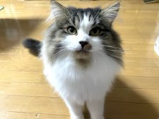 サイベリアン【・男の子・2018年7月15日・ブラウンタビー&ホワイト】