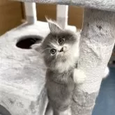 サイベリアン【千葉県・男の子・2025年8月22日・ブルータビー&ホワイト】の写真10