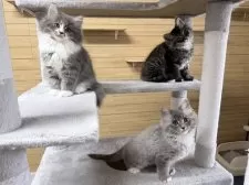 サイベリアン【千葉県・男の子・2025年8月22日・ブルータビー&ホワイト】の写真11