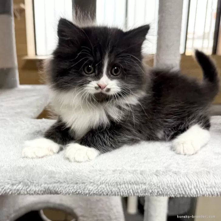 N.W 様のお迎えした子猫