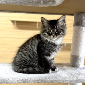 サイベリアン【千葉県・男の子・2025年8月22日・ブルータビー&ホワイト】の写真「11月7日更新☆お父さんＡＣＣダブルチャンピオン」