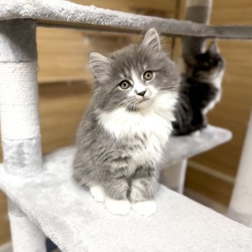 サイベリアン【千葉県・男の子・2025年8月22日・ブルータビー&ホワイト】の写真「11月7日更新☆お父さんＡＣＣダブルチャンピオン」