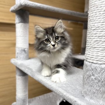 サイベリアン【千葉県・男の子・2025年1月13日・ブラウンタビー&ホワイト】の写真「4月3日更新☆お父さんＡＣＣダブルチャンピオン」