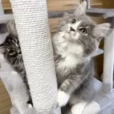 サイベリアン【千葉県・男の子・2025年8月22日・ブルータビー&ホワイト】の写真2