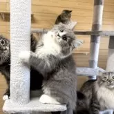 サイベリアン【千葉県・男の子・2025年8月22日・ブルータビー&ホワイト】の写真6