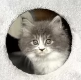 サイベリアン【千葉県・男の子・2025年8月22日・ブルータビー&ホワイト】の写真8