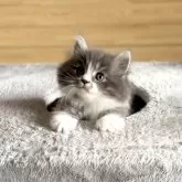 サイベリアン【千葉県・男の子・2025年8月22日・ブルータビー&ホワイト】の写真9