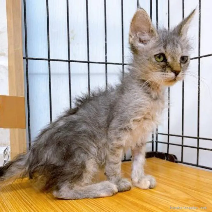 ID：2301-00911の子猫