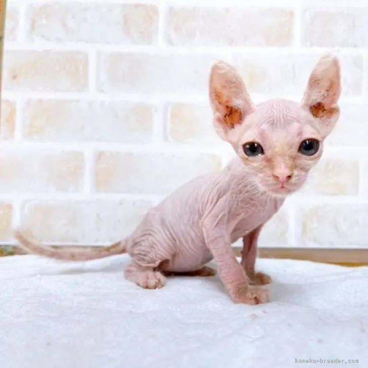 ID:2207-00761の子猫