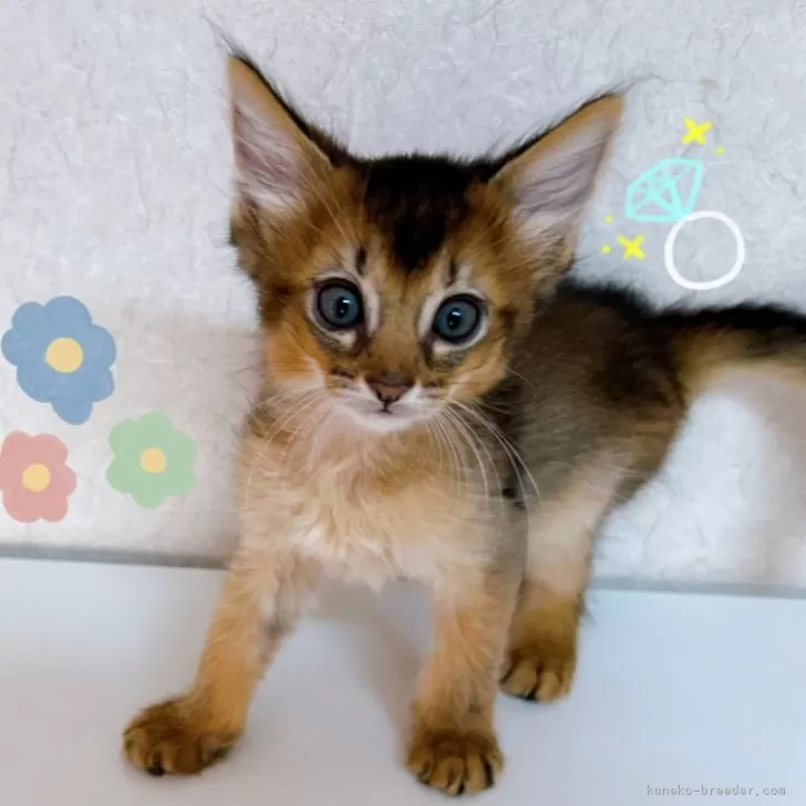 ID：2408-00449の子猫