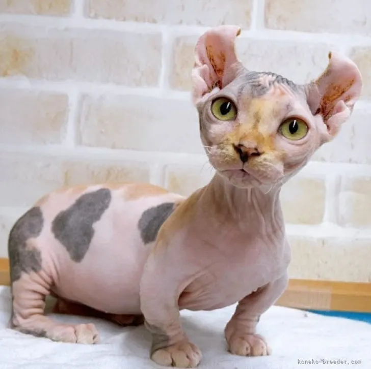 ID：2304-02308の子猫