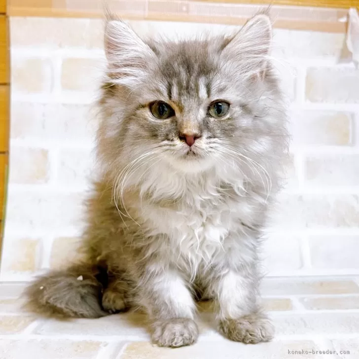 T.M 様のお迎えした子猫