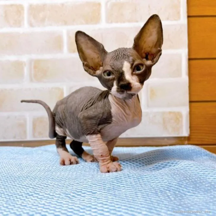 ID：2207-01515の子猫