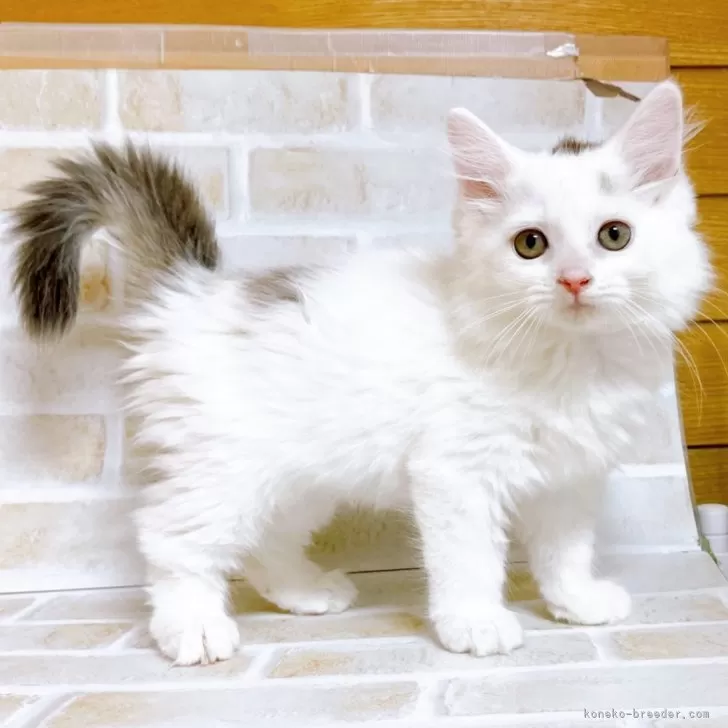 マリー 様のお迎えした子猫