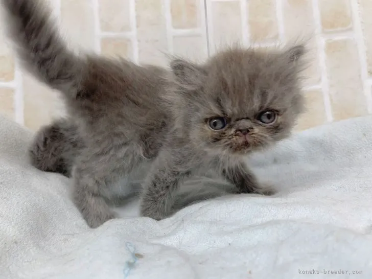 ID：2112-02181の子猫