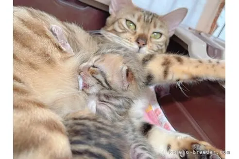 ID：2112-01811の子猫