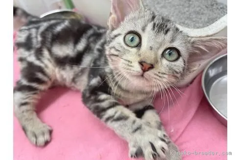 ID:2112-01791の子猫