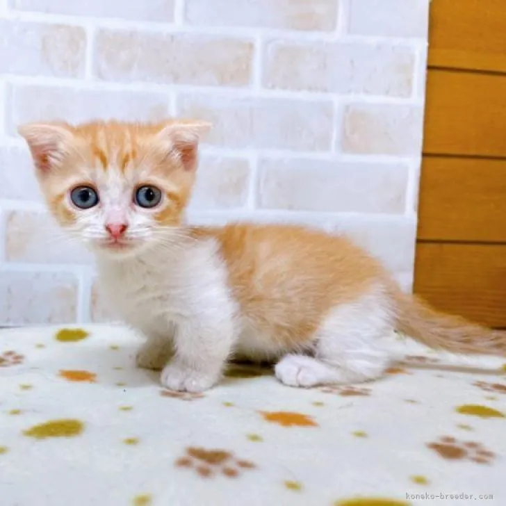 ID:2206-01839の子猫