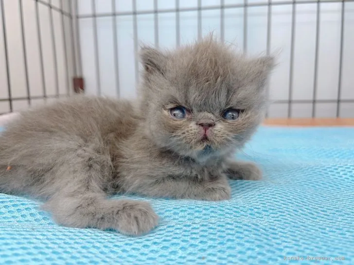 ID：2201-00231の子猫