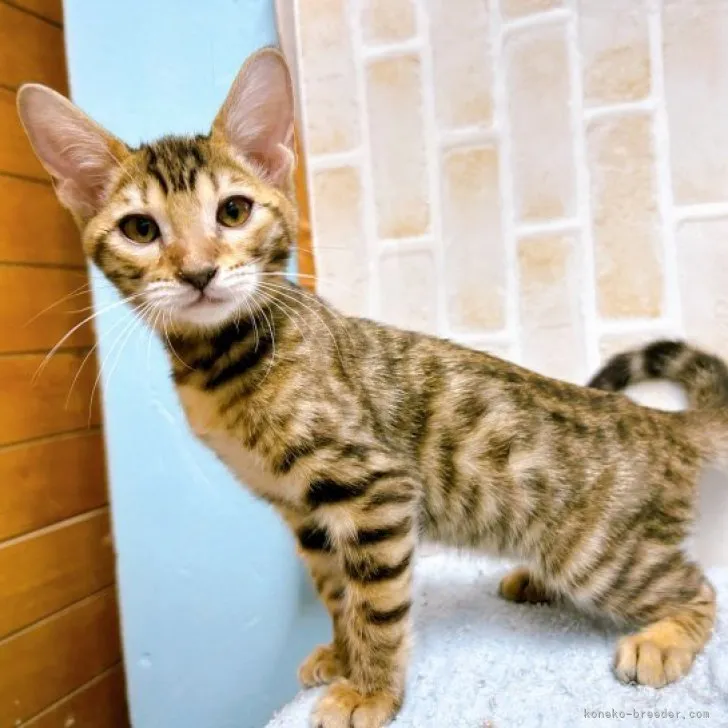 ID：2306-02632の子猫