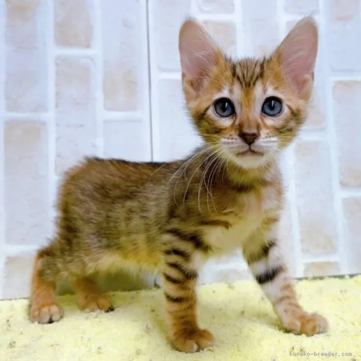 ID：2305-02907の子猫