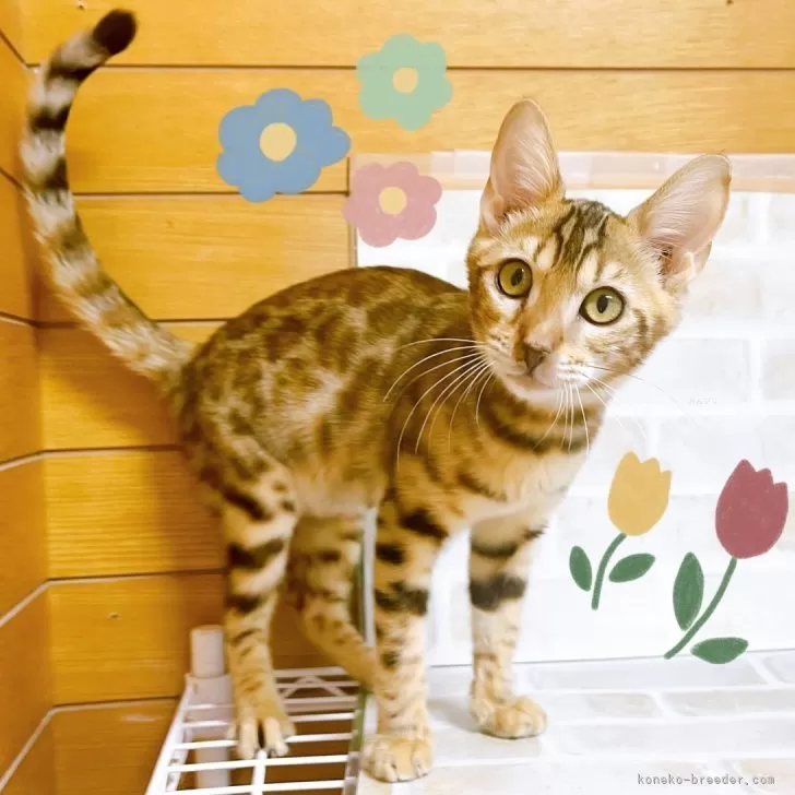 ID：2405-00990の子猫