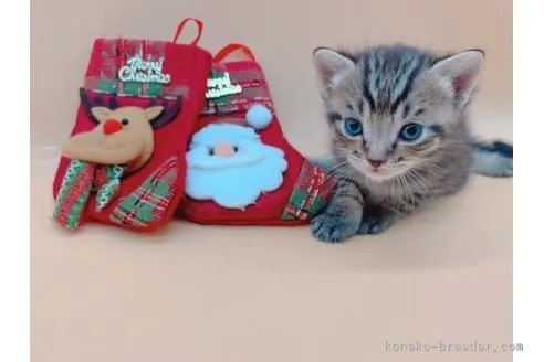 ID：2112-01809の子猫