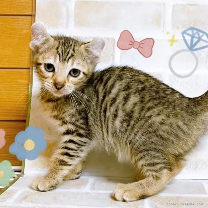 ID：2411-01529の子猫