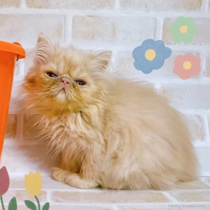 エキゾチックショートヘア【東京都・男の子・2024年8月15日・レッド】の写真1