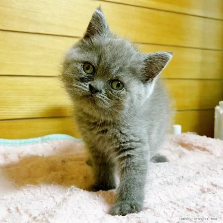 ID：2305-01331の子猫