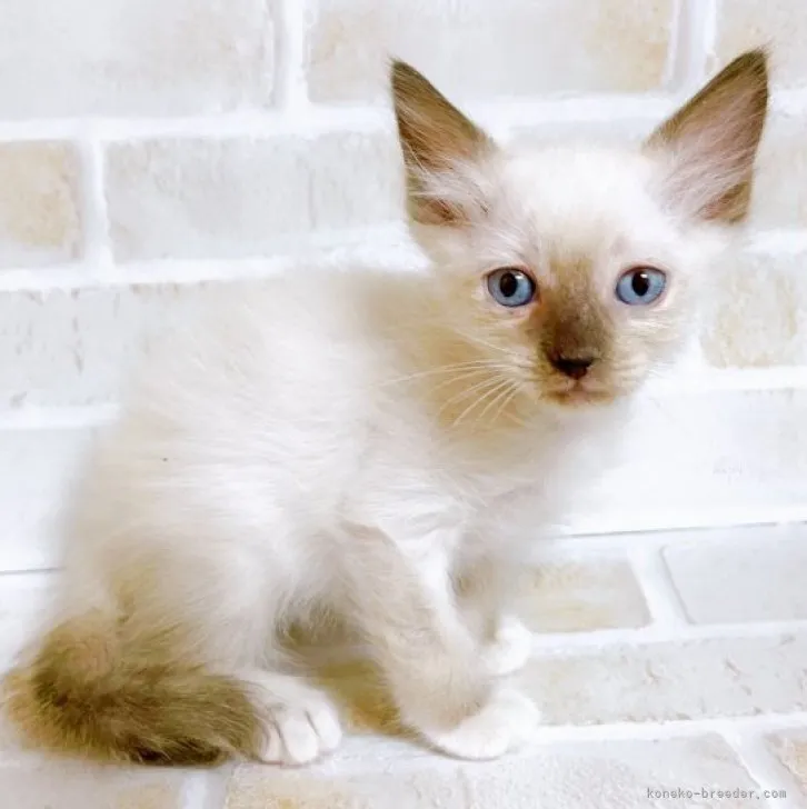 ID：2312-00611の子猫