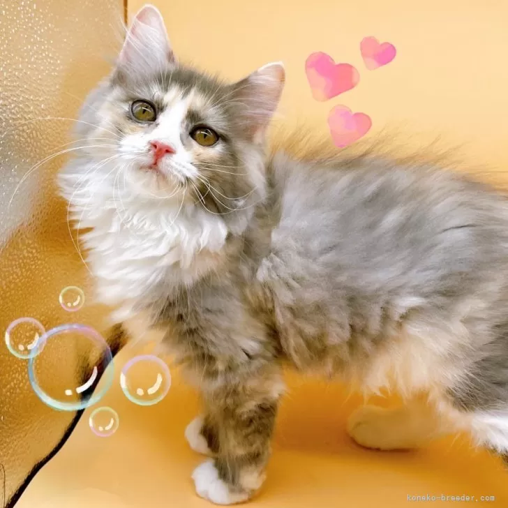 ID：2405-00088の子猫