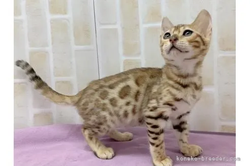 ID：2112-01798の子猫