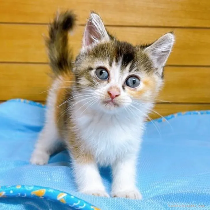 ID:2305-01320の子猫