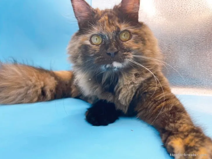 ID:2112-01790の子猫
