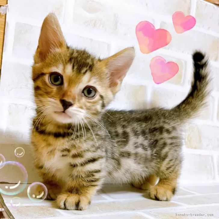 ID：2404-02918の子猫