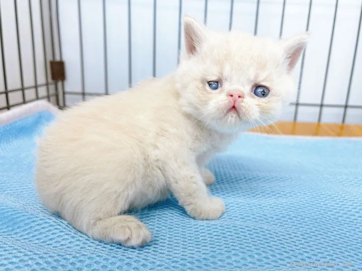 ID:2201-00227の子猫