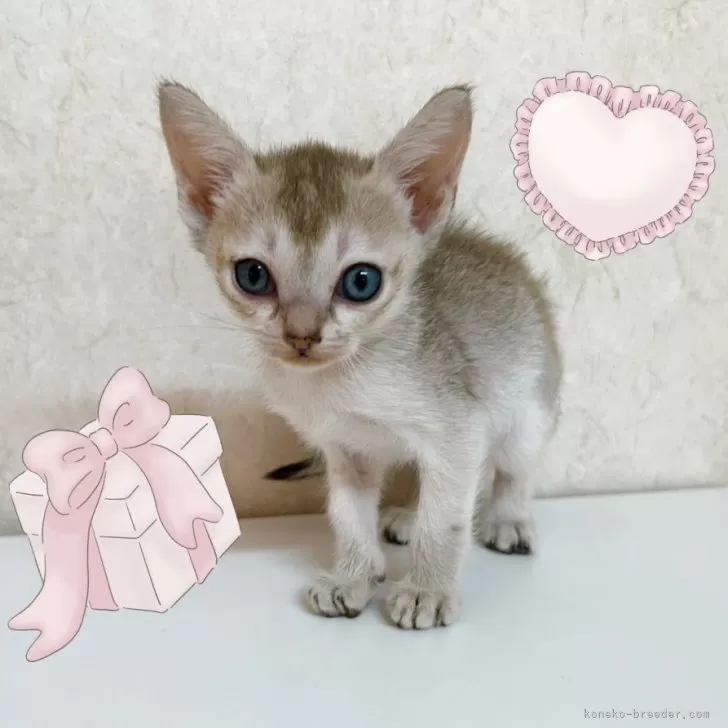 K.Ｉ 様のお迎えした子猫