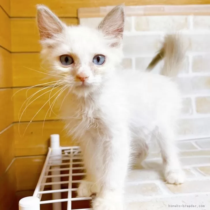 ID：2312-02011の子猫