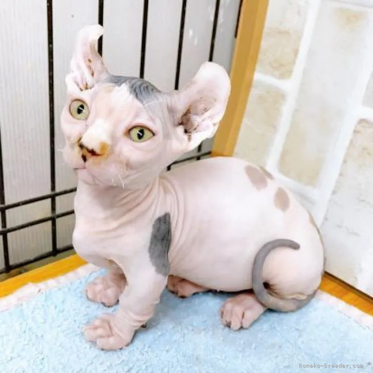 ID:2210-02626の子猫