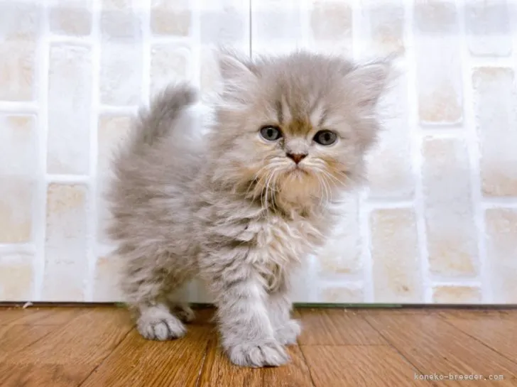 ID：2205-01874の子猫